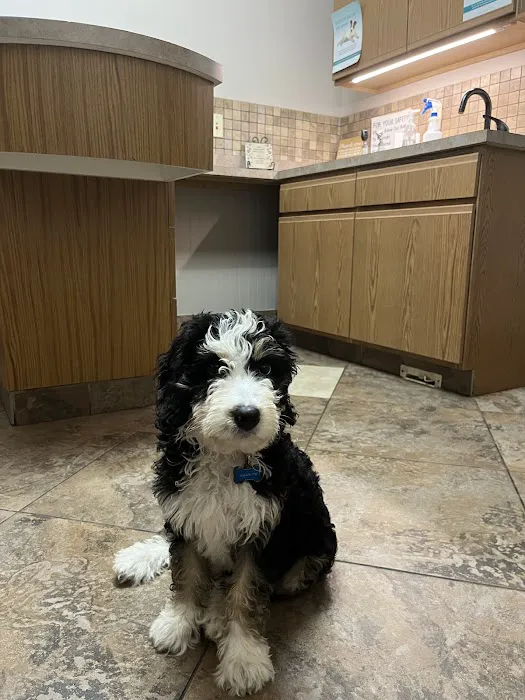 4 Paws Veterinary Care PLLC Picture 1