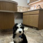4 Paws Veterinary Care PLLC