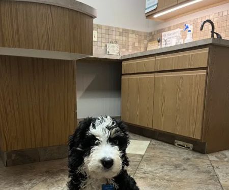4 Paws Veterinary Care PLLC