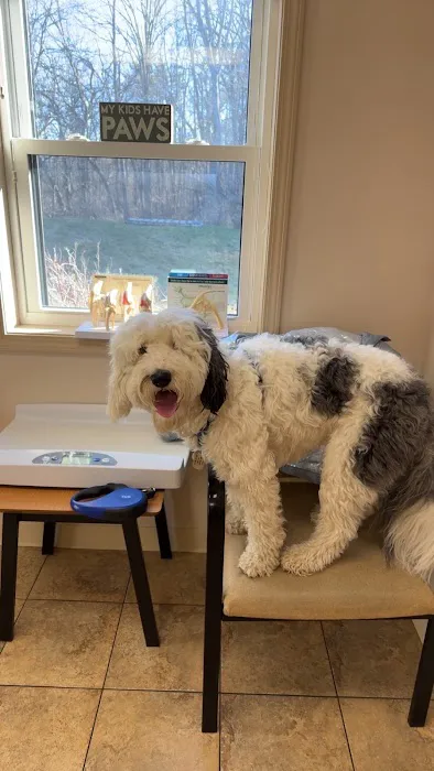 The Village Animal Clinic Picture 7