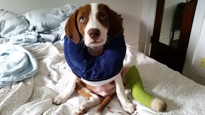 The Animal Hospital Picture 5
