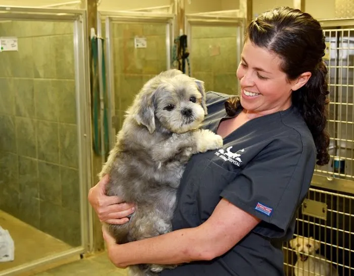 The Animal Hospital Picture 6