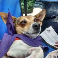 The Animal Hospital ico