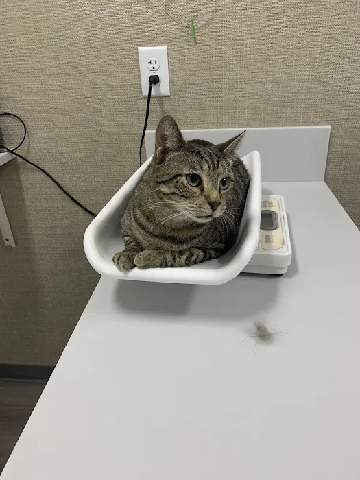 Just Cats Veterinary Clinic Picture 9