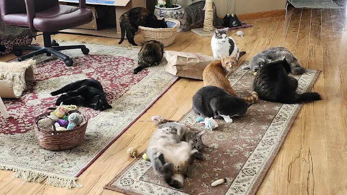 Just Cats Veterinary Clinic Picture 6