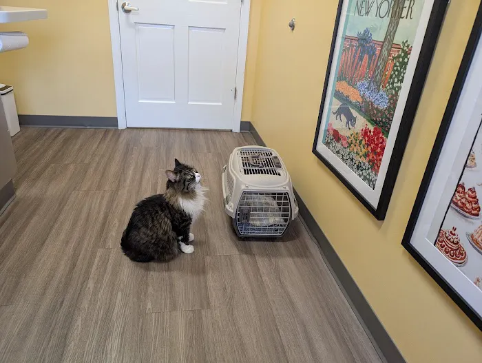 Just Cats Veterinary Clinic Picture 7