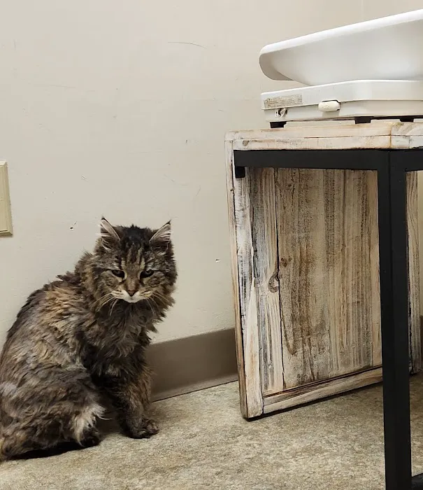 Just Cats Veterinary Clinic Picture 2