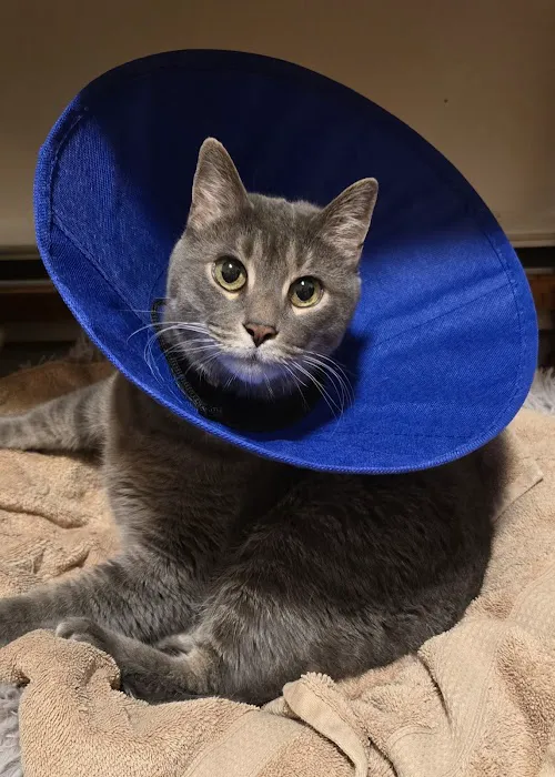 Just Cats Veterinary Clinic Picture 1