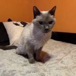 Guilderland Animal Hospital
