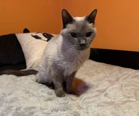 Guilderland Animal Hospital