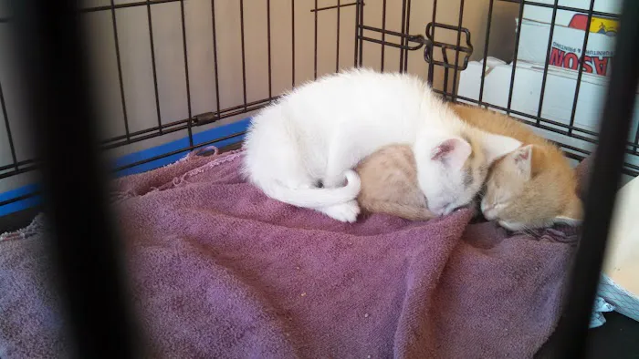 Guilderland Animal Hospital Picture 5