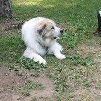 Albany County Veterinary Hospital ico