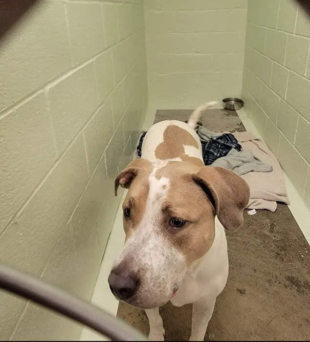 Albany County Veterinary Hospital Picture 8