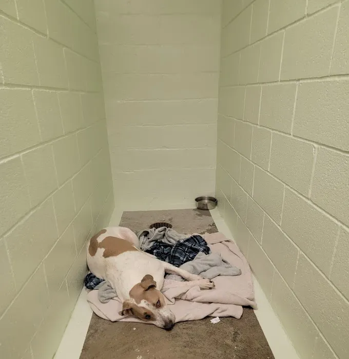 Albany County Veterinary Hospital Picture 6