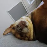 Central New Hampshire Animal Care