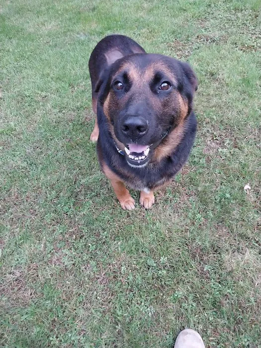 Central New Hampshire Animal Care Picture 10