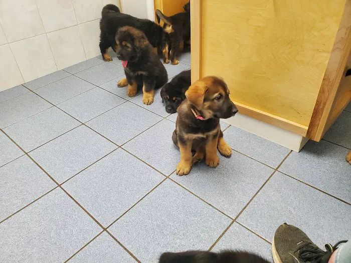 Central New Hampshire Animal Care Picture 5