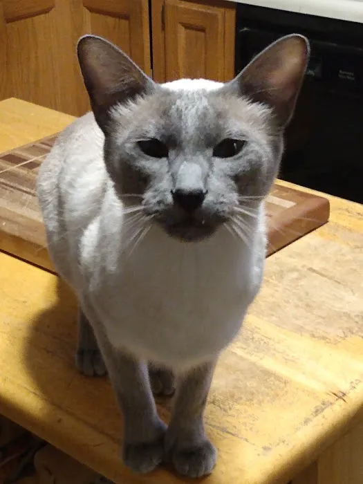 Central New Hampshire Animal Care Picture 4