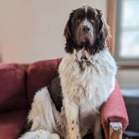 Londonderry Animal Clinic ico