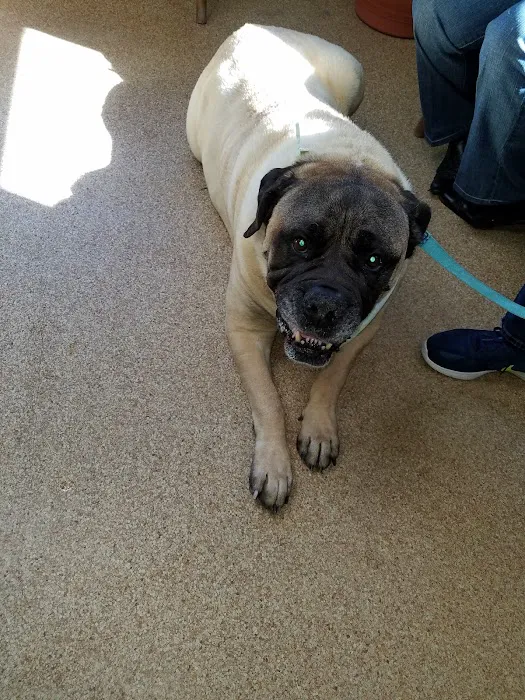 Londonderry Animal Clinic Picture 7