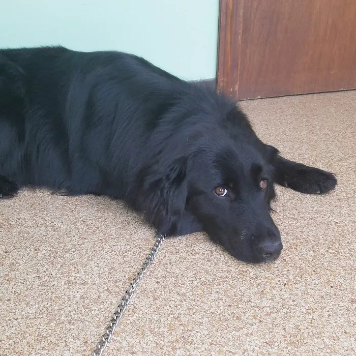 Londonderry Animal Clinic Picture 6