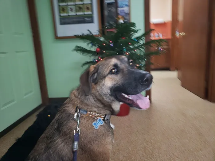 Londonderry Animal Clinic Picture 5