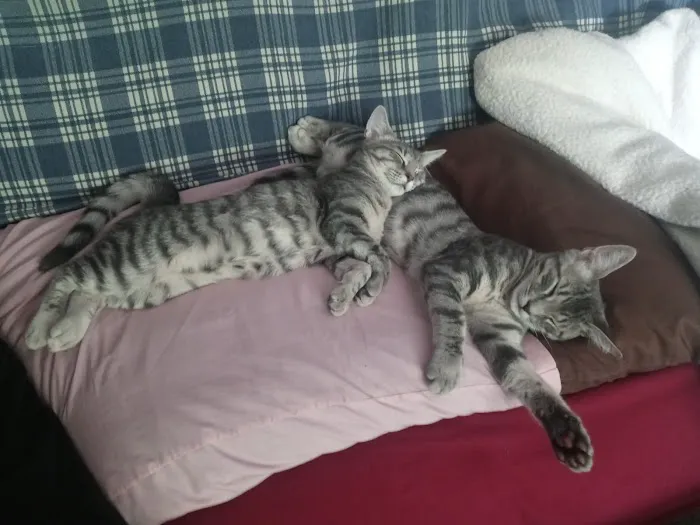 Animal Rescue Veterinary Services Picture 5
