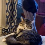 Animal Rescue Veterinary Services