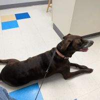 Orchard Village Animal Clinic ico
