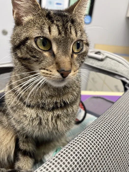 Orchard Village Animal Clinic Picture 3