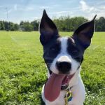 Rockingham Emergency Veterinary Hospital