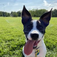 Rockingham Emergency Veterinary Hospital ico
