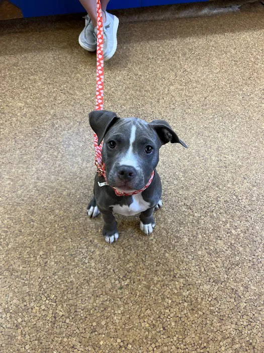 Companion Animal Hospital Picture 6