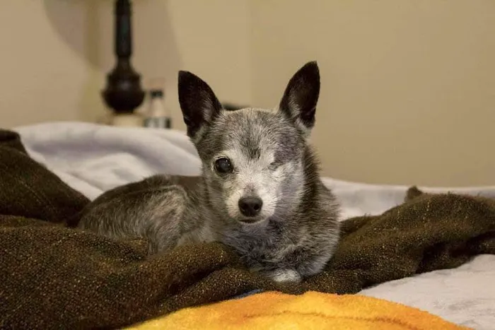 Companion Animal Hospital Picture 1