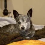 Companion Animal Hospital