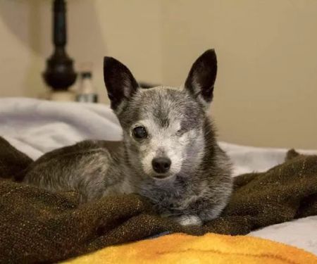 Companion Animal Hospital