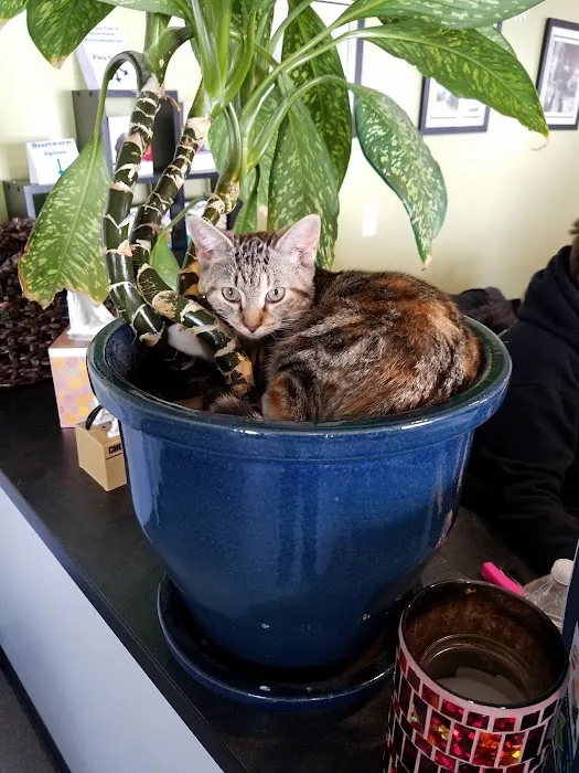 Suncook River Veterinary Clinic Picture 6