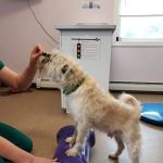 Suncook River Veterinary Clinic