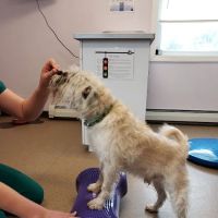 Suncook River Veterinary Clinic ico