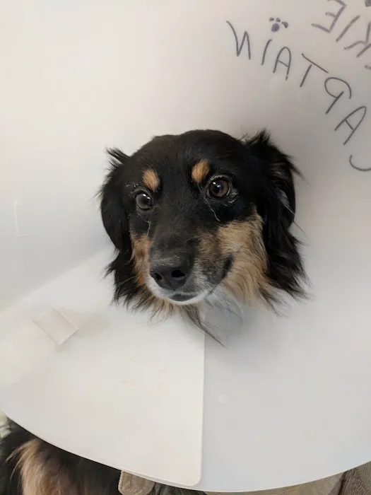 VCA Laconia Animal Hospital Picture 2