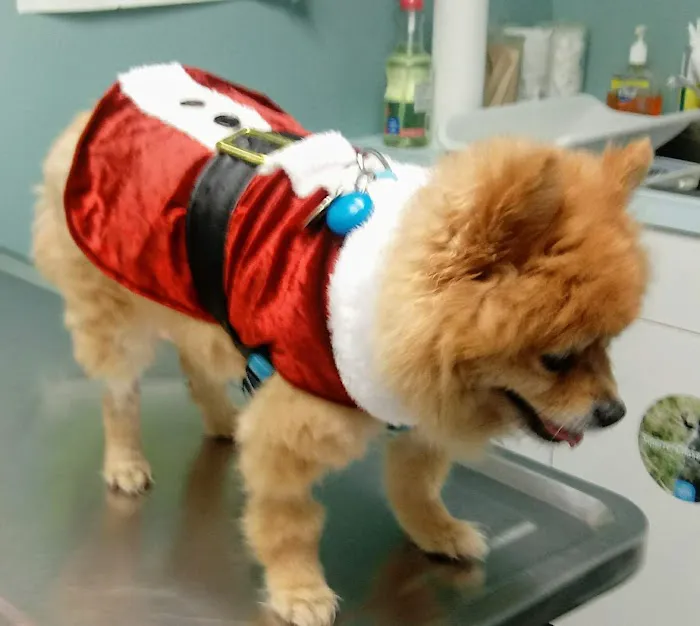 VCA Lakes Region Veterinary Hospital Picture 2