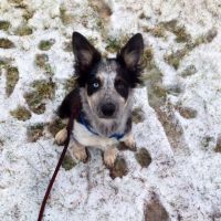 Birch Bark Veterinary Clinic ico
