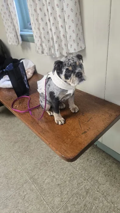 Meredith Animal Hospital Picture 4