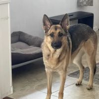Meredith Animal Hospital ico