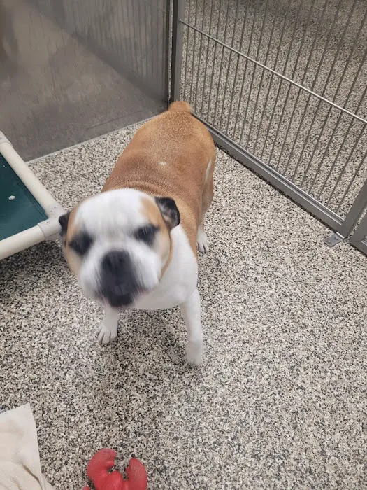 Animal Medical Center of the Upper Valley Picture 7