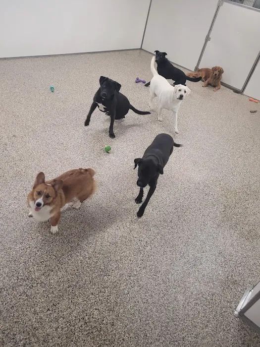 Animal Medical Center of the Upper Valley Picture 6