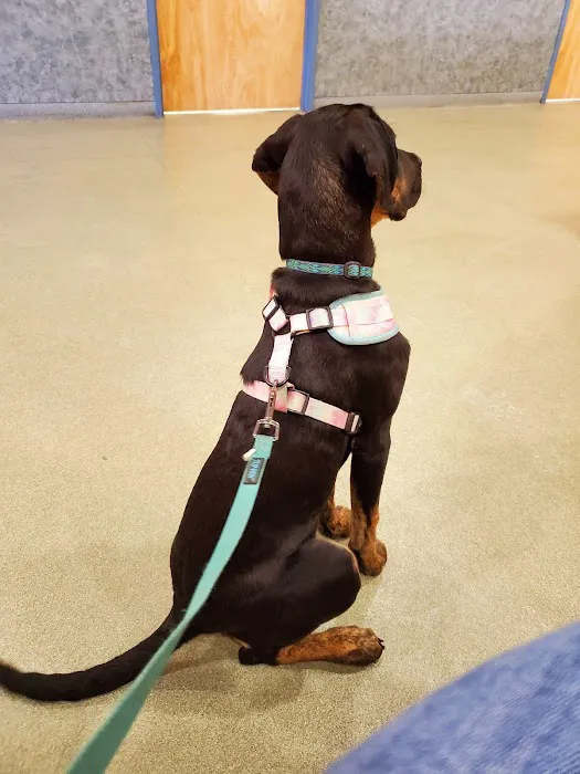 Veremedy Pet Hospital Picture 1
