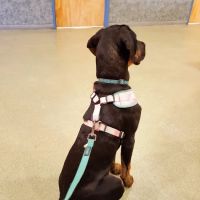 Veremedy Pet Hospital ico