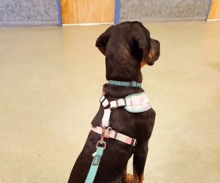 Veremedy Pet Hospital