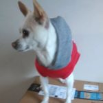 Holistic Veterinary Care: Lamb Kim DVM